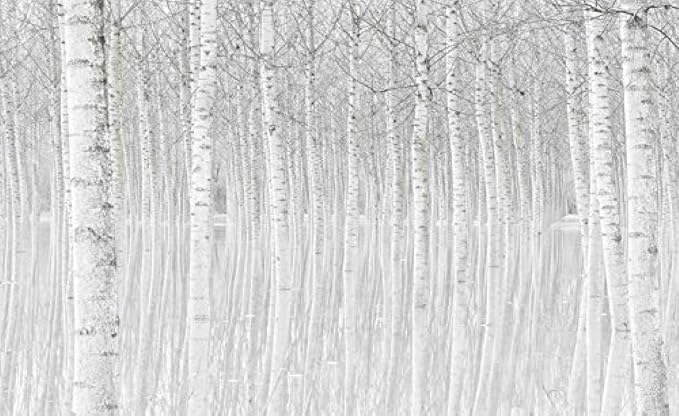 Papier Peint Forêt - Forêt de Bouleaux Enneigée