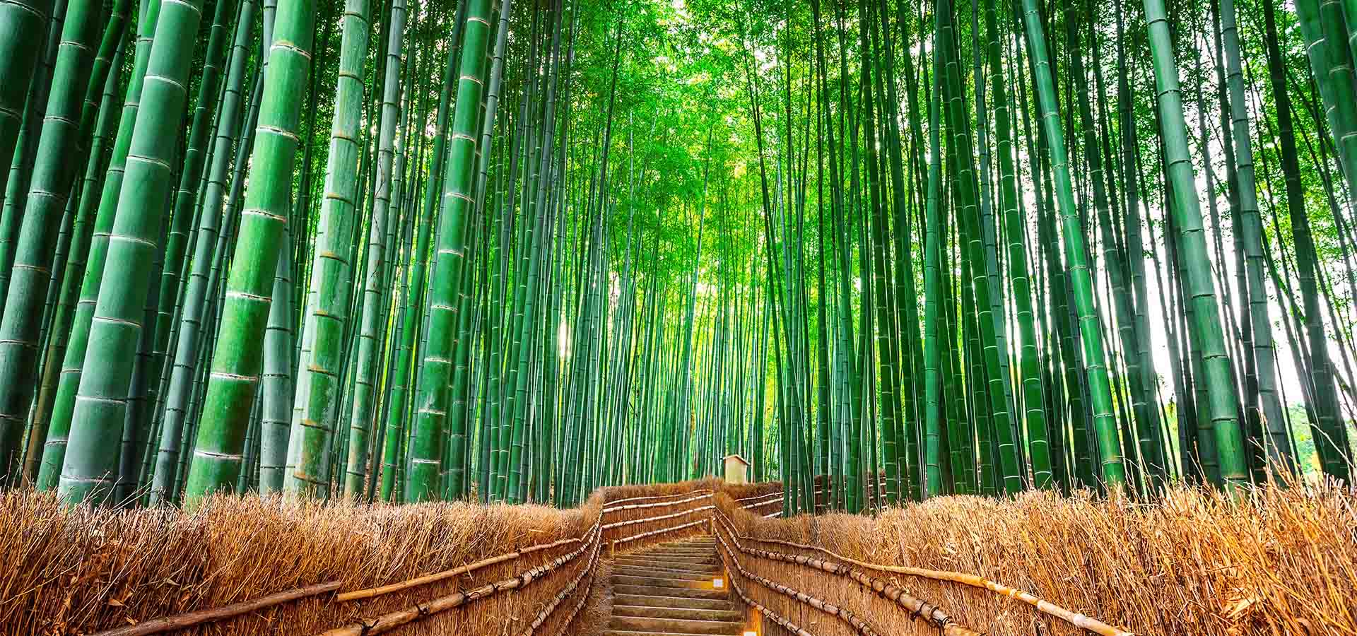 Papier Peint Japonais - Allée de Bambous Majestueux