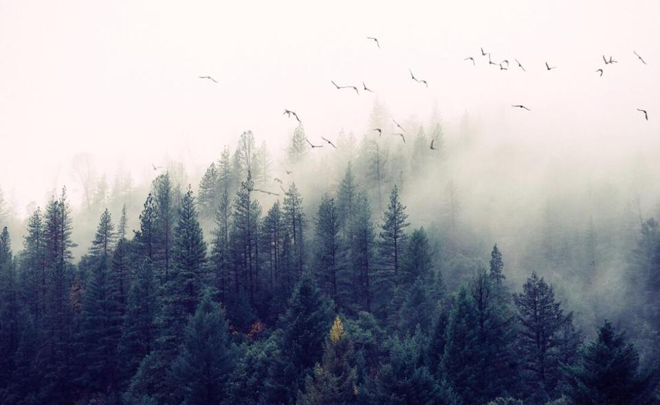 Papier Peint Forêt - Brume Matinale