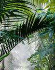 Papier peint tropical - Grandes feuilles vertes dans la jungle