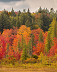 Papier Peint Paysage - Forêt en Feuilles Rouges d'Automne
