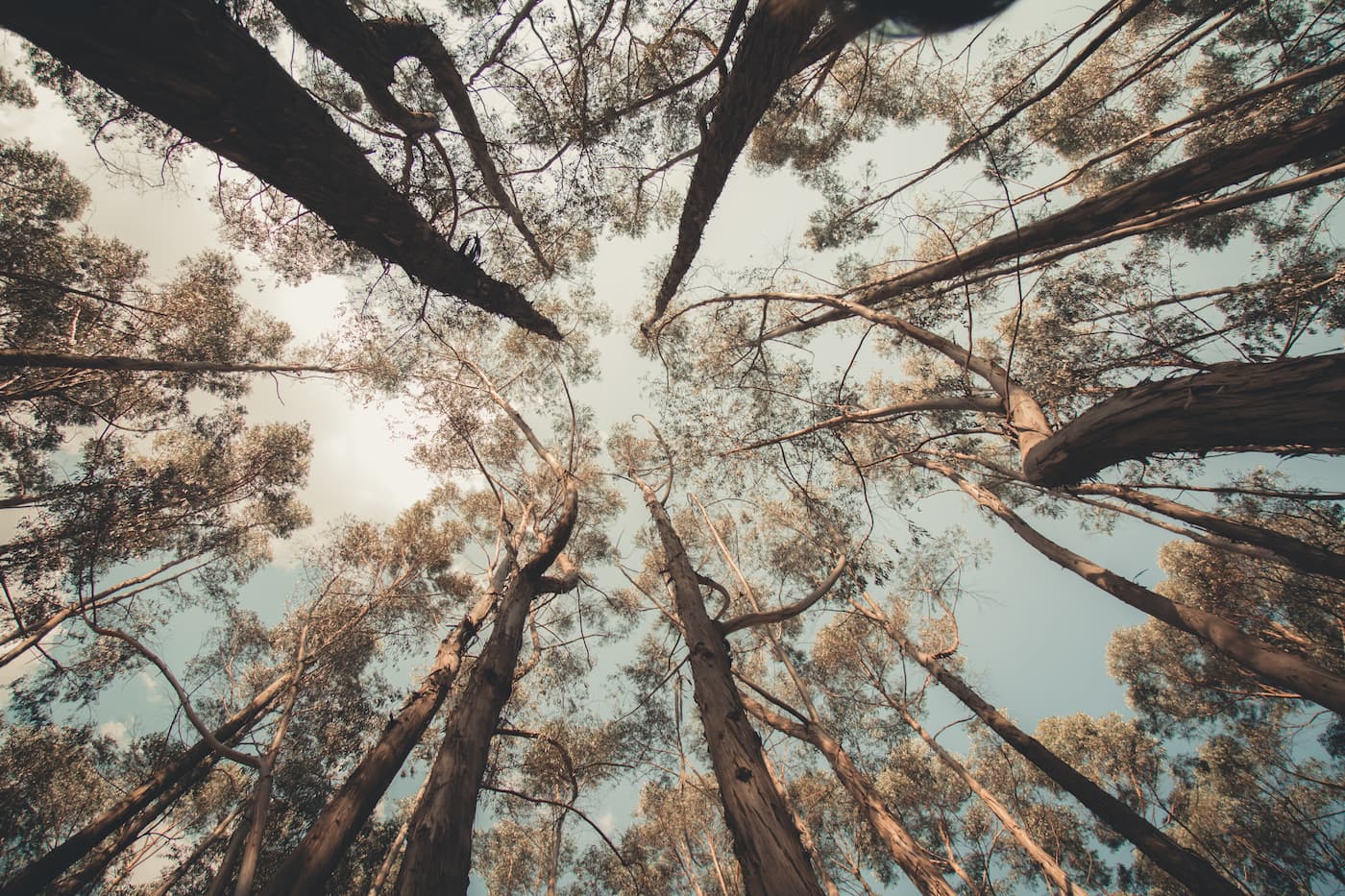 Papier Peint Forêt - Ciel entre les Branches