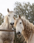 Papier Peint Animaux - Chevaux majestueux au pré