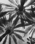 Papier peint tropical - Palmiers vus du sol en noir et blanc