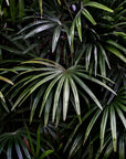 Papier peint feuillage - Palmiers aux feuilles vert foncé