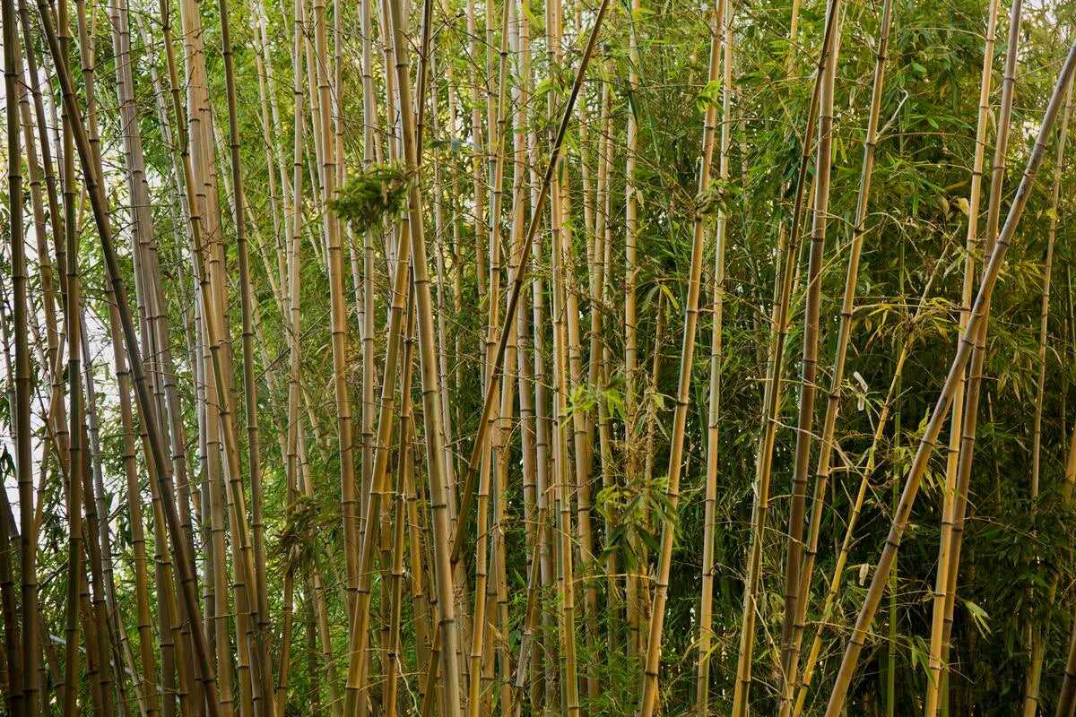 Papier Peint Japonais - Forêt de Bambous