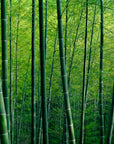 Papier peint forêt - Forêt de bambous dense