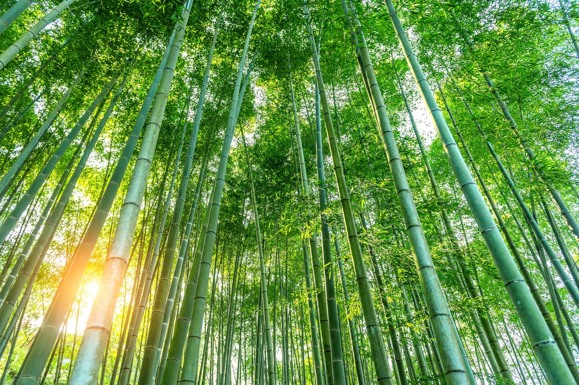 Papier Peint Japonais - Forêt de Bambous