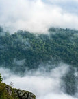 Papier Peint Paysage - Forêt Dans Les Nuages