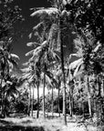 Papier Peint Tropical - Bananiers Et Cocotiers Noir Blanc