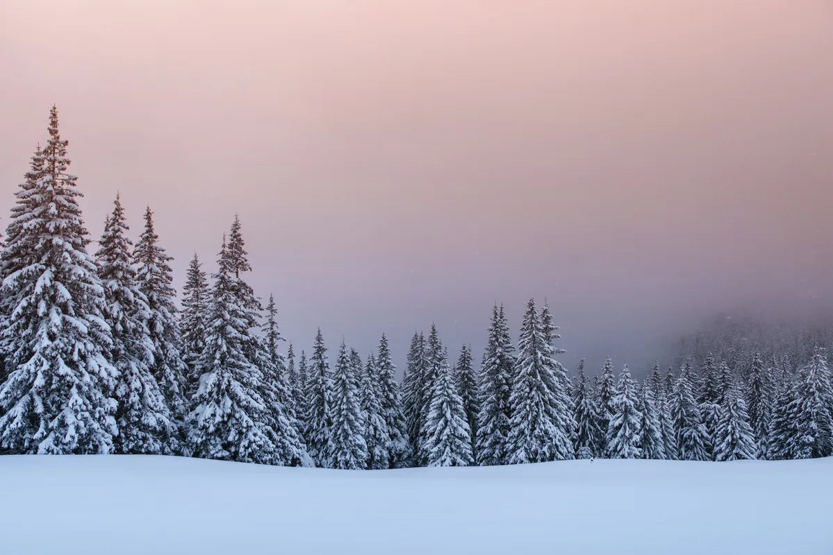 Papier Peint Forêt - Hiver Enneigé