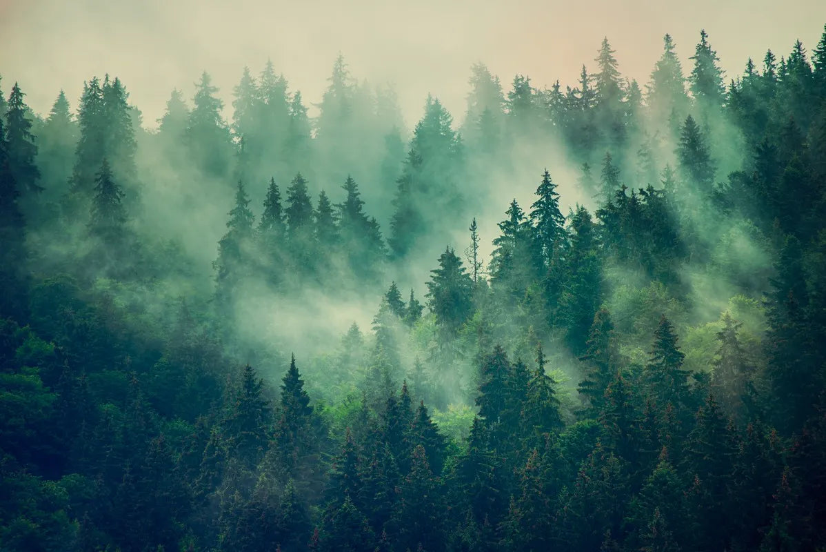 Papier Peint Forêt - Brume Légère