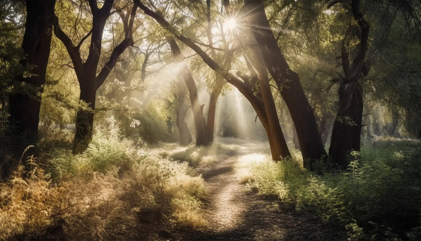 Papier Peint Forêt - Lumière Dorée