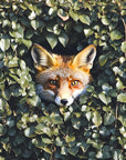 Animal wallpaper - little fox hidden in the foliage