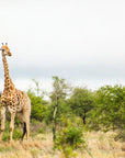 Papier Peint Paysage - Girafes en Savane