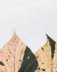 Papier peint feuillage - Grandes feuilles beiges et vertes