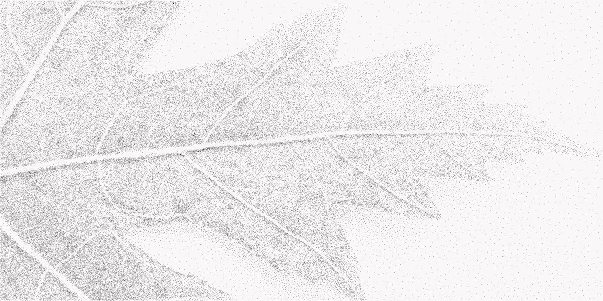 Papier peint nature - texture de feuille en gros plan