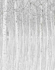 Papier Peint Forêt - Forêt de Bouleaux Enneigée