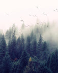 Papier Peint Forêt - Brume Matinale