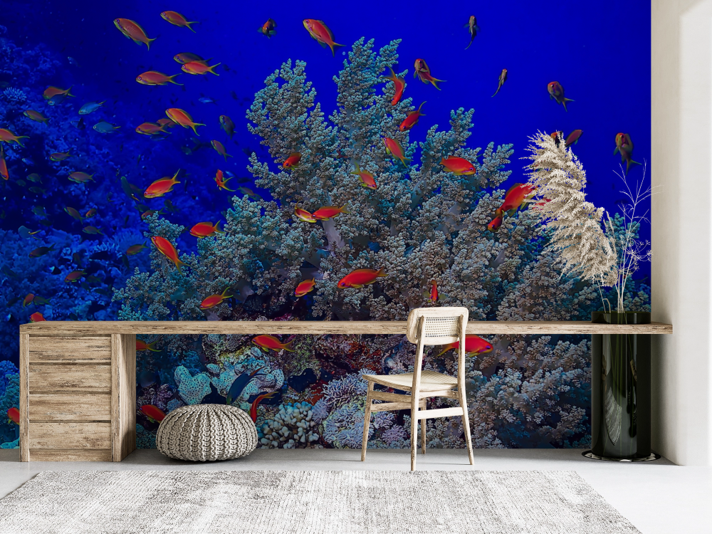 Papier peint nature - banc de poissons tropicaux autour des coraux
