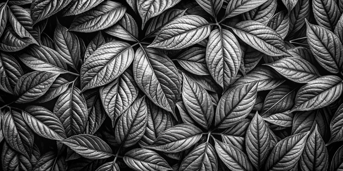 Papier peint nature - tapis de feuilles en noir et blanc