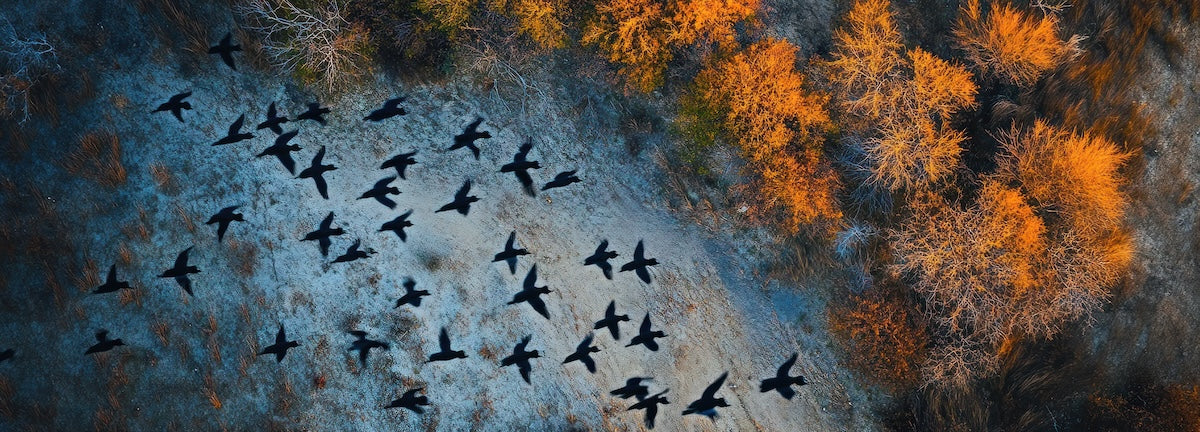Papier peint animaux - envolée d'oiseaux au-dessus de la forêt