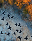 Papier peint animaux - envolée d'oiseaux au-dessus de la forêt