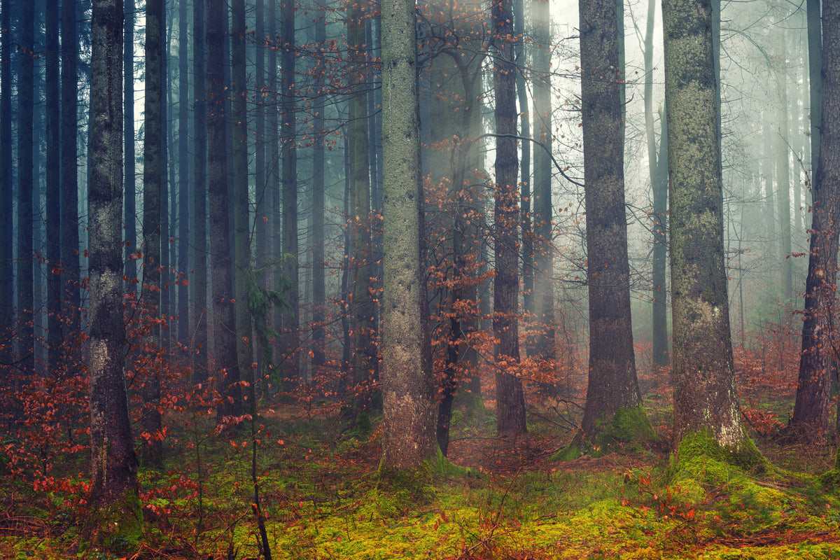 Waldtapete – Große Bäume und bläuliches Licht