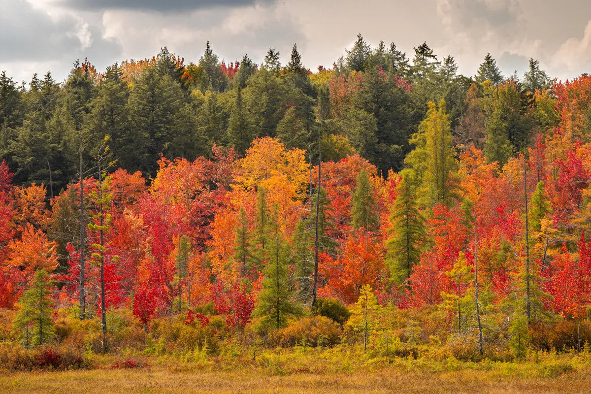 Papier Peint Paysage - Forêt en Feuilles Rouges d'Automne