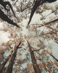 Papier Peint Forêt - Ciel entre les Branches