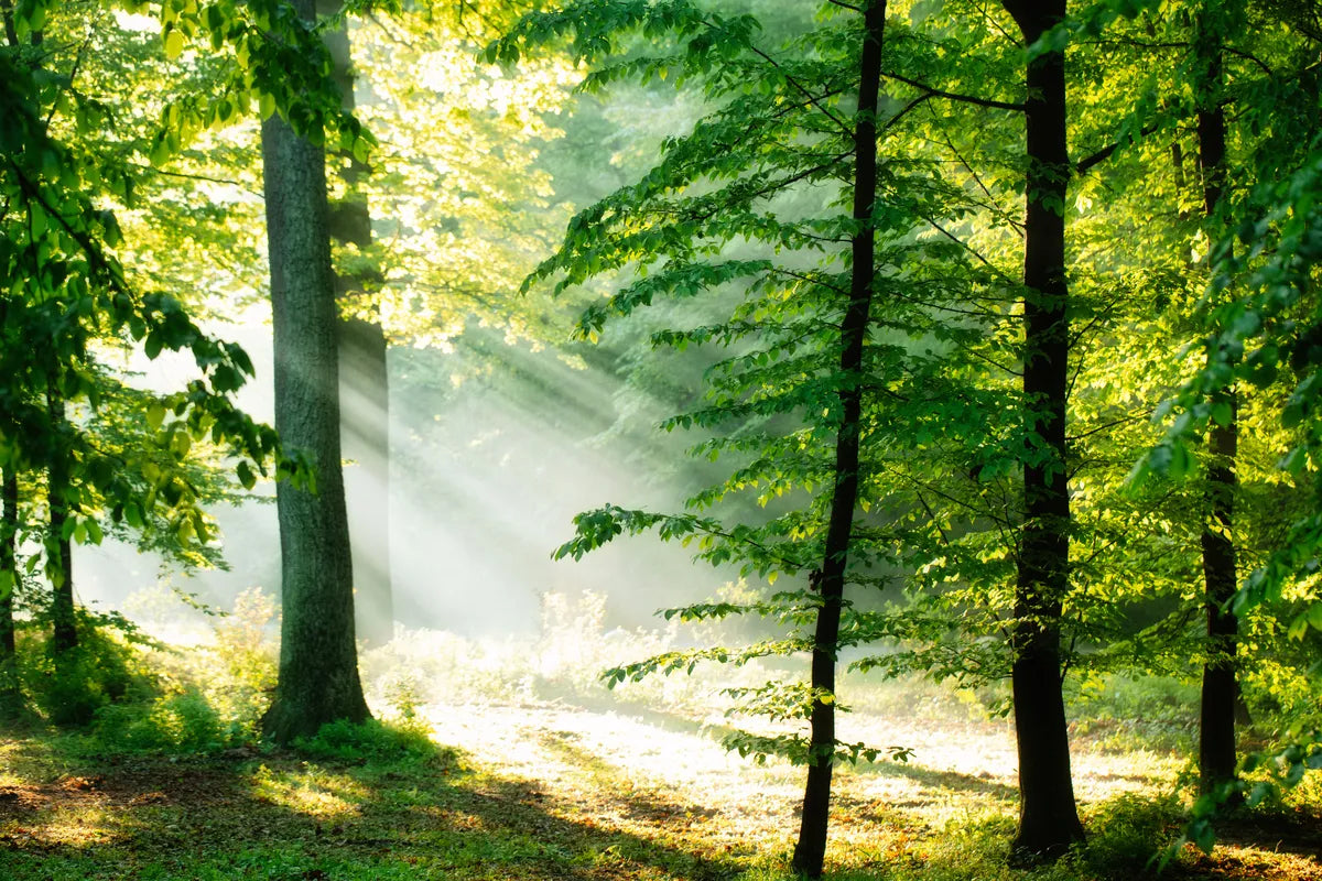 Forest Wallpaper - Morning Light