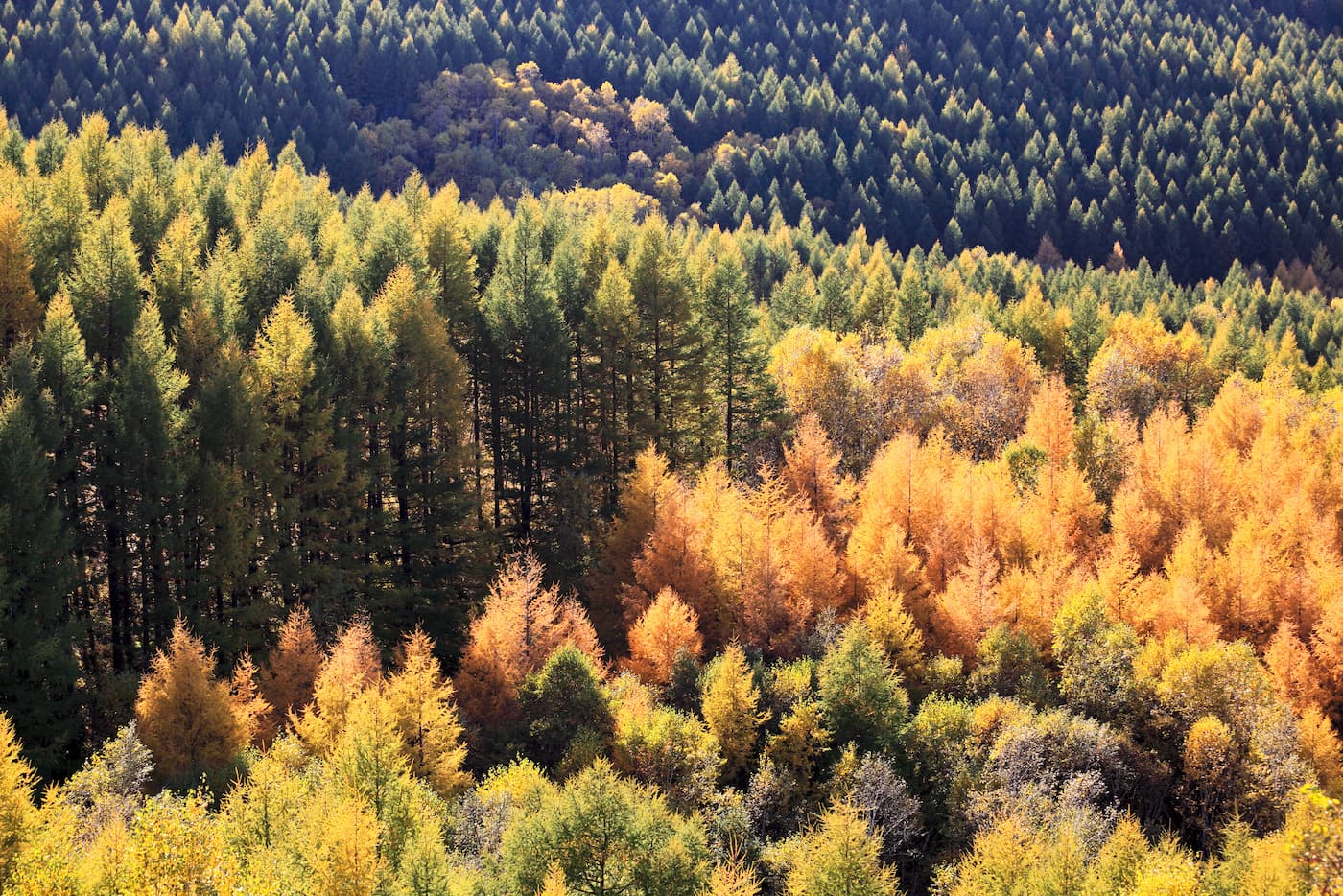 Forest Wallpaper - Fir Trees in Autumn Colors