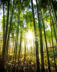 Japanese Wallpaper - Bright Bamboo Forest