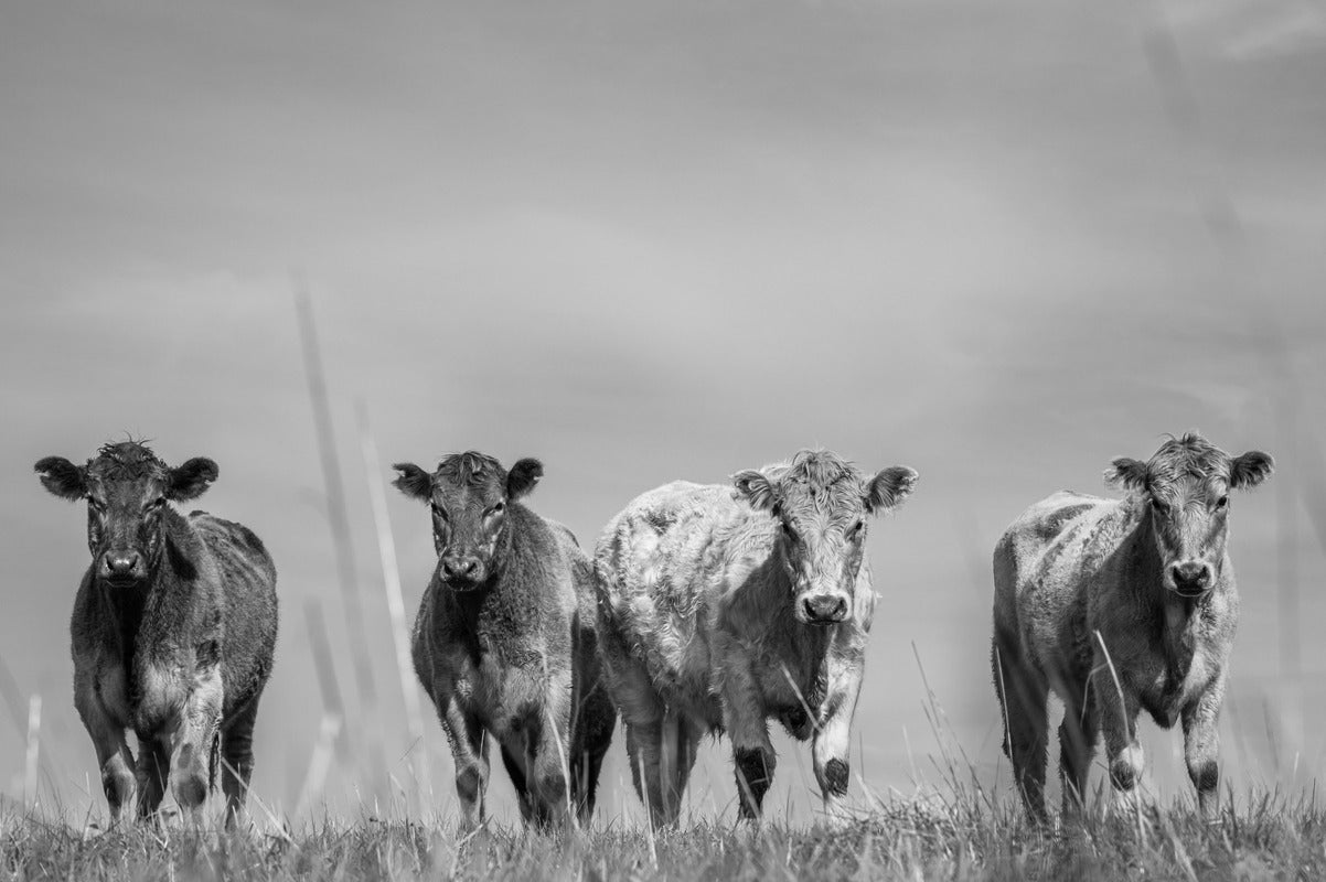 Papier Peint Nature - Vaches Highland