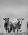 Papier Peint Nature - Vaches Highland