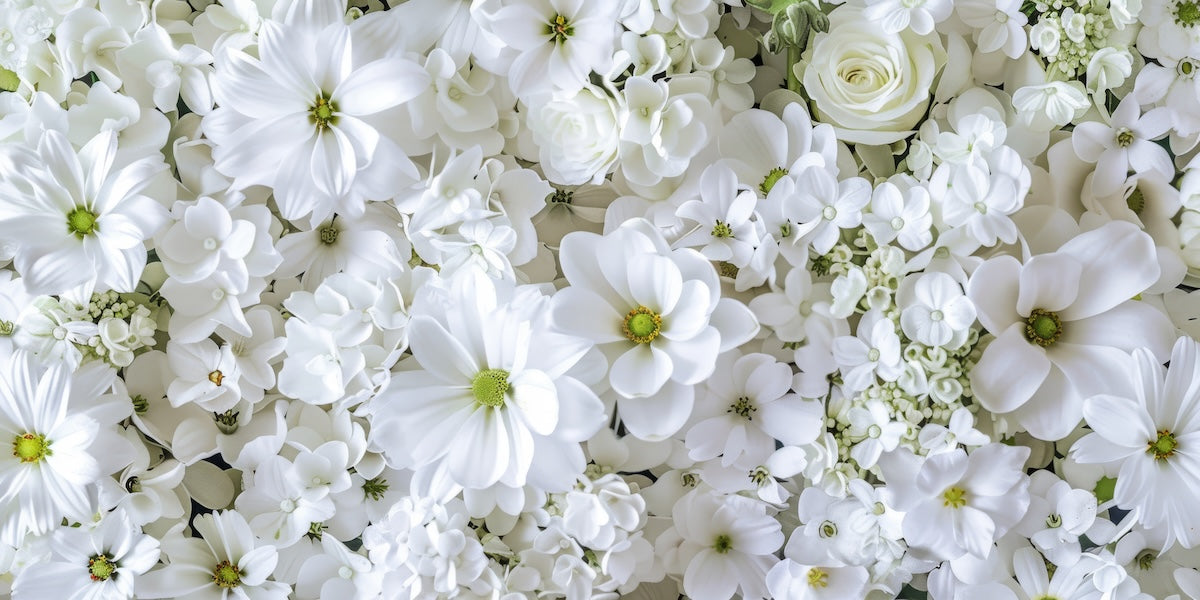 Papier peint fleuri - tapis marguerites blanches