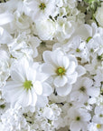 Papier peint fleuri - tapis marguerites blanches