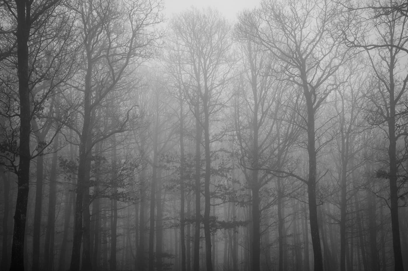 Black and White Wallpaper - Mist-Veiled Forest