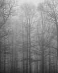 Black and White Wallpaper - Mist-Veiled Forest