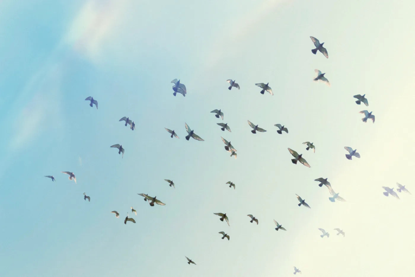 Animal Wallpaper - Migratory Birds in the Sky