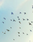 Papier Peint Animaux - Oiseaux Migrateurs dans le Ciel