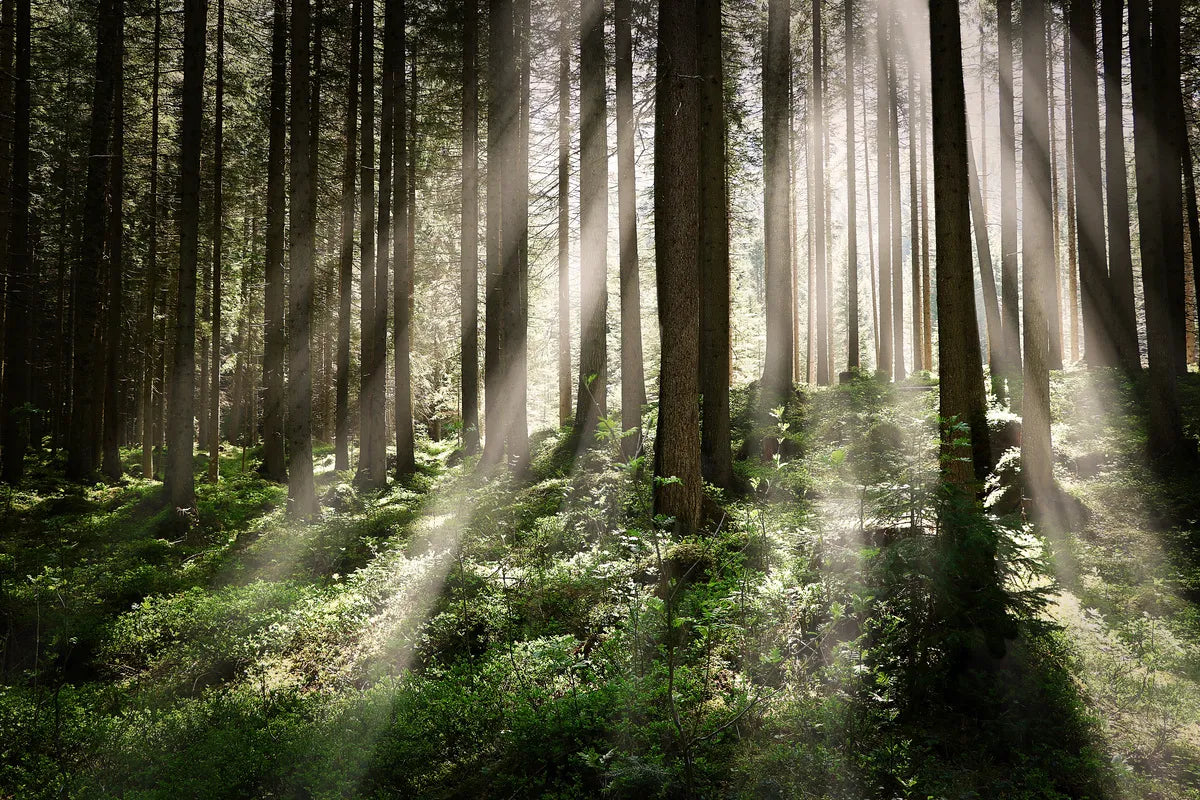 Forest Wallpaper - Enchanted Rays