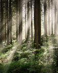Papier Peint Forêt - Rayons Enchantés