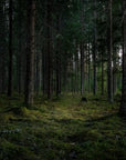 Forest Wallpaper - Mystery of the Dark Woods