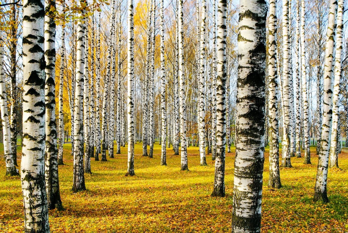 Forest Wallpaper - Autumn Birches
