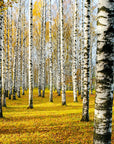 Forest Wallpaper - Autumn Birches