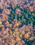 Papier Peint Forêt De Pins - Vue Du Ciel