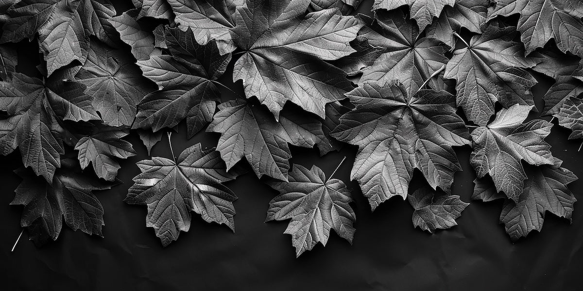 Papier peint nature - tapis de feuilles mortes sombre