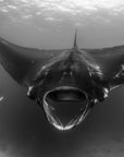 Papier peint animaux - plongeur face à une raie manta en noir et blanc