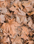 Papier Peint Nature - Feuillage Marron